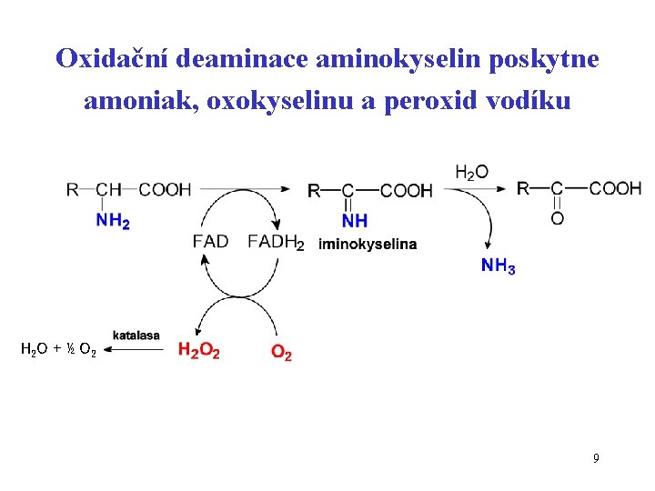 Oxidační deaminace aminokyselin poskytne amoniak, oxokyselinu a peroxid vodíku H 2 O + ½