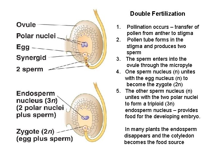 Double Fertilization 1. 2. 3. 4. 5. Pollination occurs – transfer of pollen from