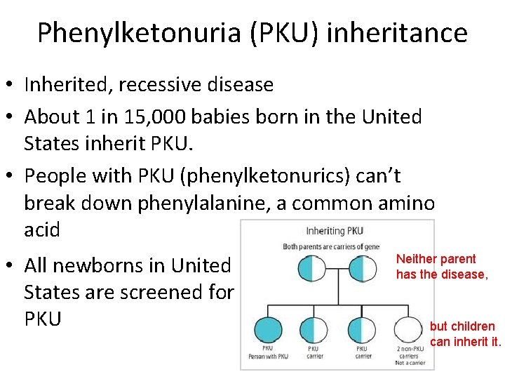 Phenylketonuria (PKU) inheritance • Inherited, recessive disease • About 1 in 15, 000 babies