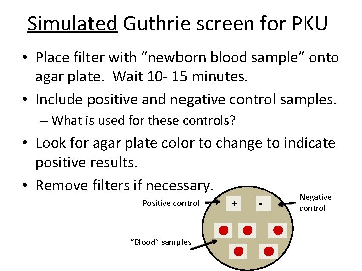 Simulated Guthrie screen for PKU • Place filter with “newborn blood sample” onto agar