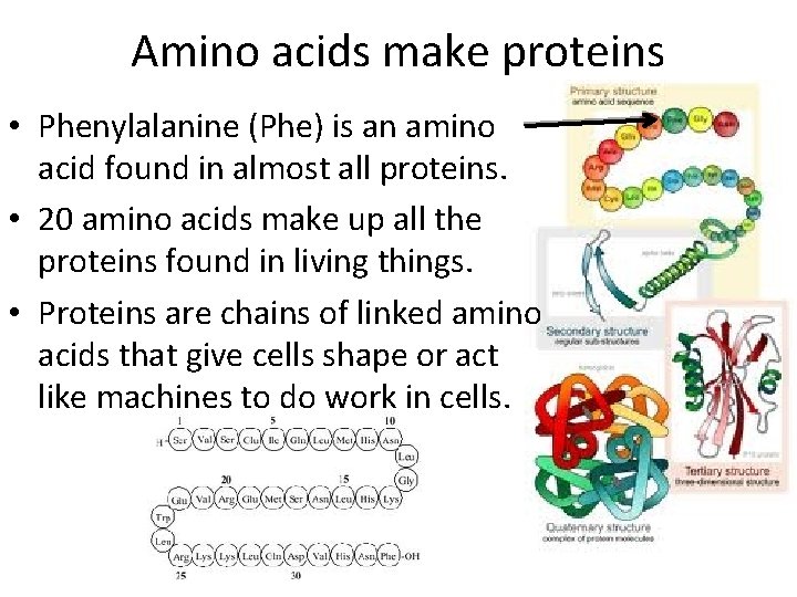 Amino acids make proteins • Phenylalanine (Phe) is an amino acid found in almost