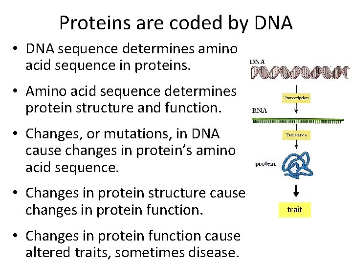 Proteins are coded by DNA • DNA sequence determines amino acid sequence in proteins.