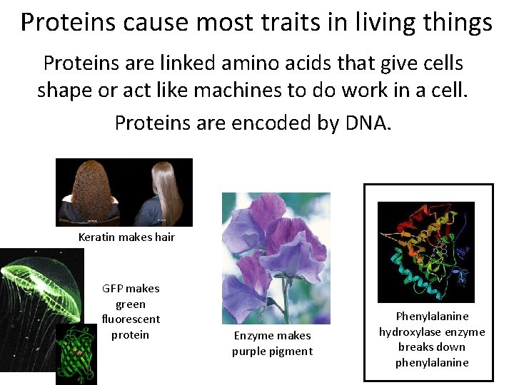 Proteins cause most traits in living things Proteins are linked amino acids that give