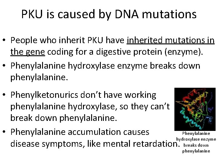 PKU is caused by DNA mutations • People who inherit PKU have inherited mutations