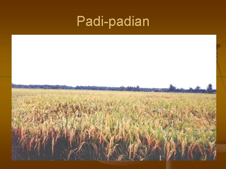 Padi-padian 