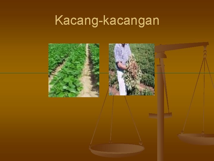 Kacang-kacangan 