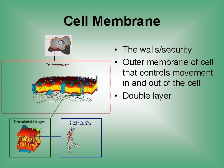 Cell Membrane • The walls/security • Outer membrane of cell that controls movement in