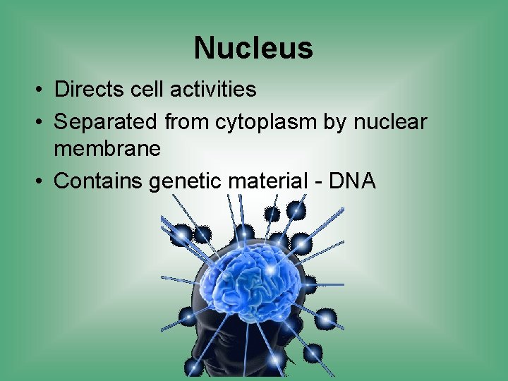 Nucleus • Directs cell activities • Separated from cytoplasm by nuclear membrane • Contains