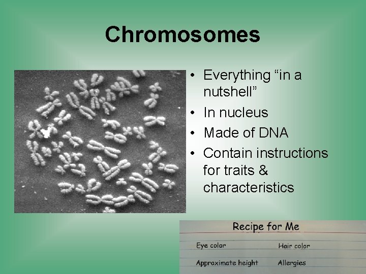 Chromosomes • Everything “in a nutshell” • In nucleus • Made of DNA •