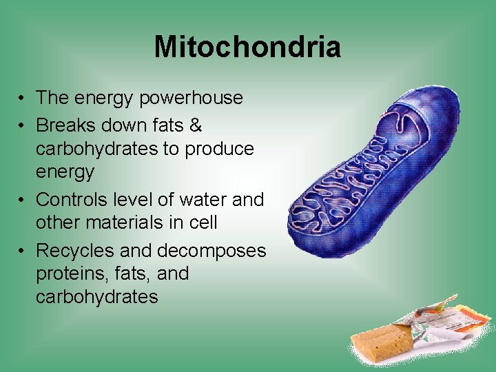 Mitochondria • The energy powerhouse • Breaks down fats & carbohydrates to produce energy