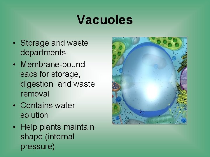 Vacuoles • Storage and waste departments • Membrane-bound sacs for storage, digestion, and waste