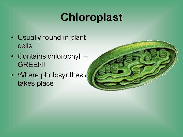 Chloroplast • Usually found in plant cells • Contains chlorophyll – GREEN! • Where