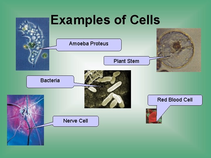 Examples of Cells Amoeba Proteus Plant Stem Bacteria Red Blood Cell Nerve Cell 