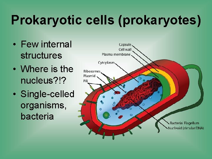 Prokaryotic cells (prokaryotes) • Few internal structures • Where is the nucleus? !? •