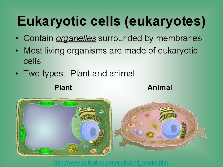 Eukaryotic cells (eukaryotes) • Contain organelles surrounded by membranes • Most living organisms are