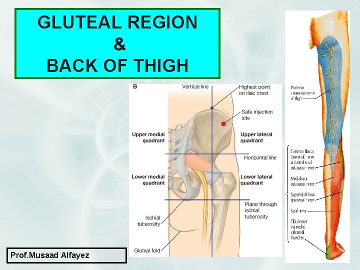 GLUTEAL REGION & BACK OF THIGH Prof. Musaad Alfayez 1 