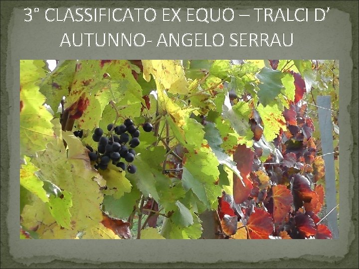 3° CLASSIFICATO EX EQUO – TRALCI D’ AUTUNNO- ANGELO SERRAU 