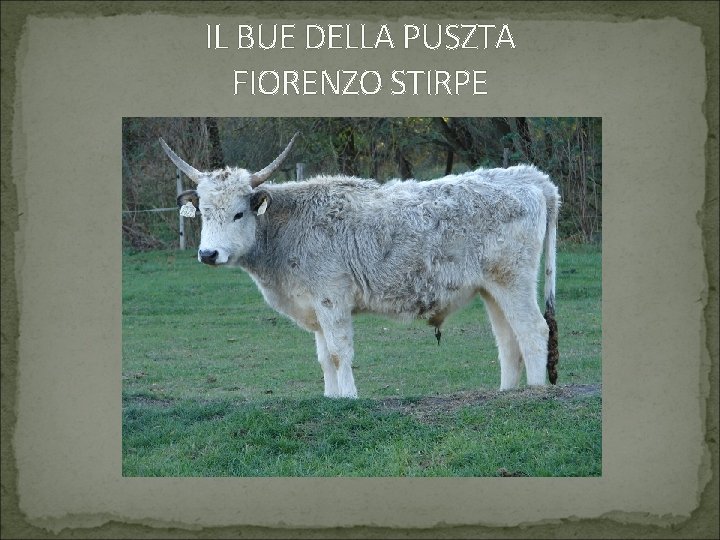 IL BUE DELLA PUSZTA FIORENZO STIRPE 