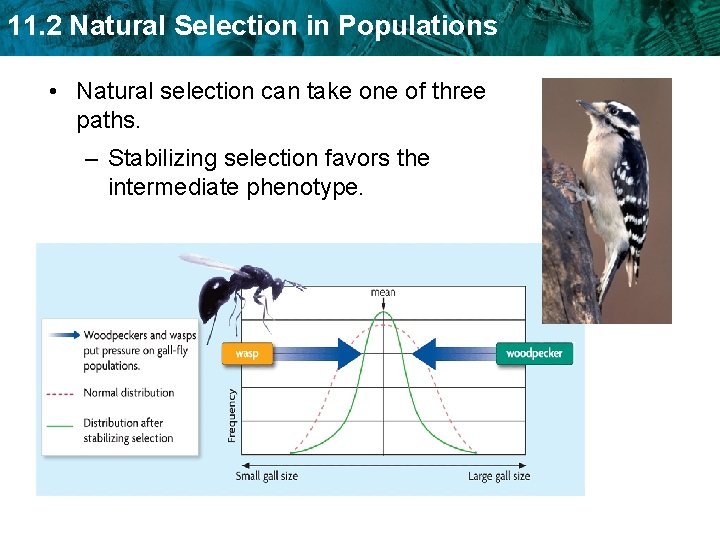 11. 2 Natural Selection in Populations • Natural selection can take one of three