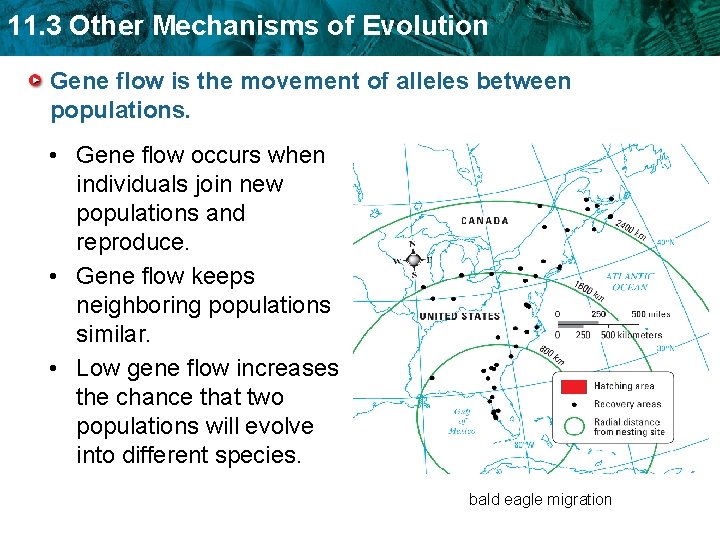 11. 3 Other Mechanisms of Evolution Gene flow is the movement of alleles between