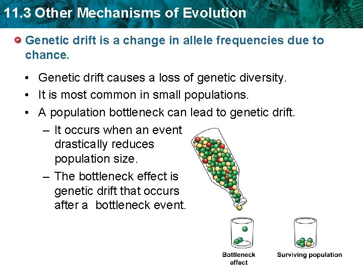 11. 3 Other Mechanisms of Evolution Genetic drift is a change in allele frequencies
