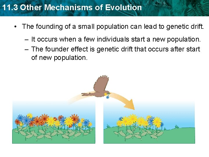 11. 3 Other Mechanisms of Evolution • The founding of a small population can