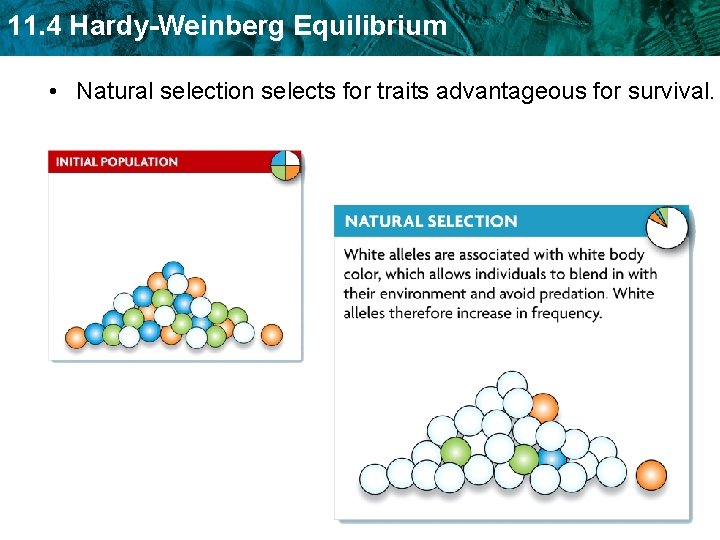 11. 4 Hardy-Weinberg Equilibrium • Natural selection selects for traits advantageous for survival. 