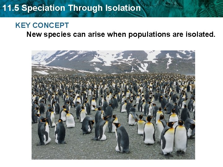 11. 5 Speciation Through Isolation KEY CONCEPT New species can arise when populations are