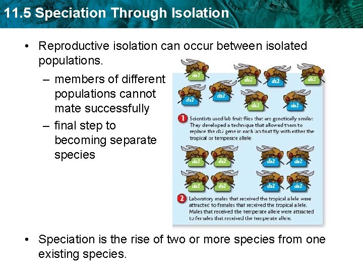 11. 5 Speciation Through Isolation • Reproductive isolation can occur between isolated populations. –