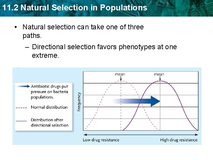 11. 2 Natural Selection in Populations • Natural selection can take one of three