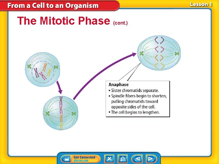 The Mitotic Phase (cont. ) 
