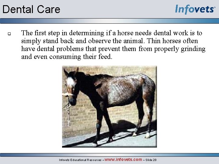 Dental Care q The first step in determining if a horse needs dental work