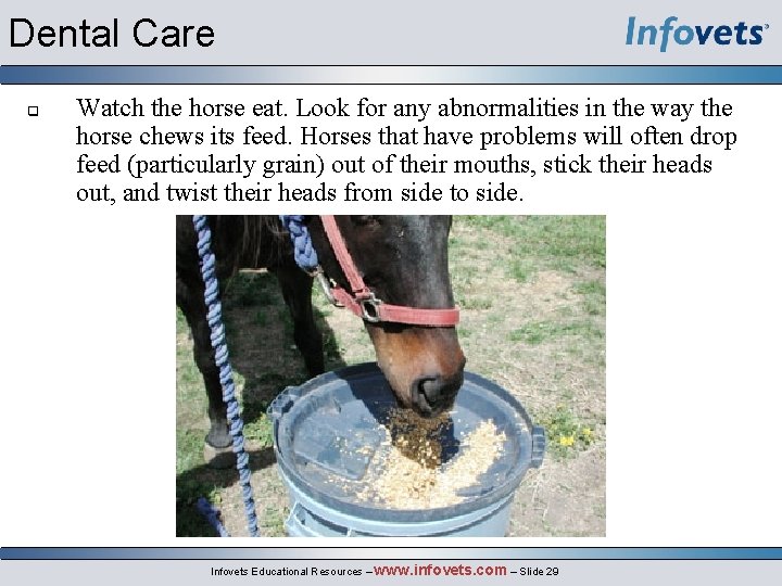 Dental Care q Watch the horse eat. Look for any abnormalities in the way
