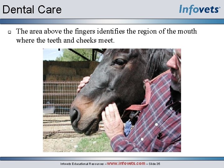 Dental Care q The area above the fingers identifies the region of the mouth