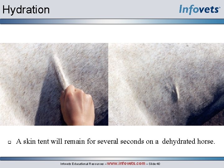 Hydration q A skin tent will remain for several seconds on a dehydrated horse.