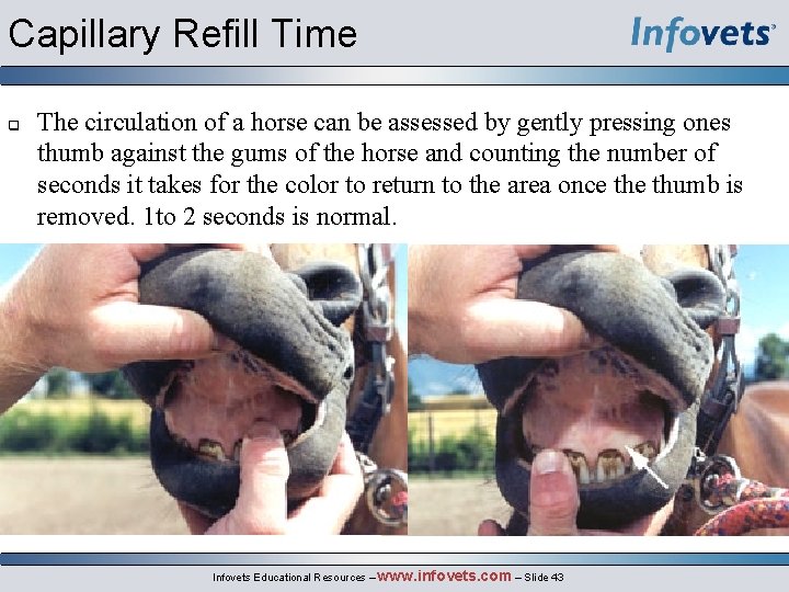 Capillary Refill Time q The circulation of a horse can be assessed by gently