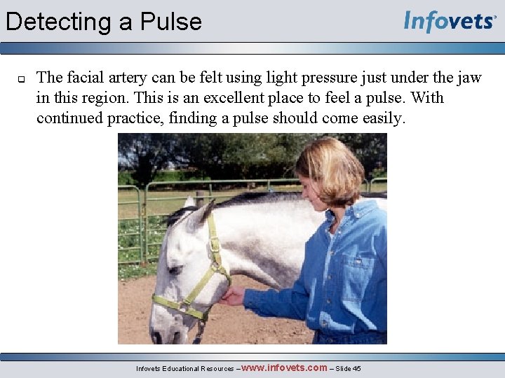 Detecting a Pulse q The facial artery can be felt using light pressure just