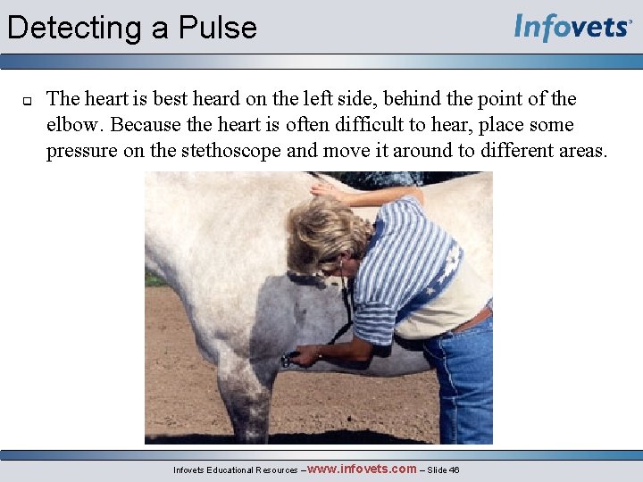 Detecting a Pulse q The heart is best heard on the left side, behind