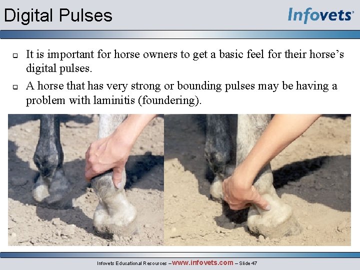 Digital Pulses q q It is important for horse owners to get a basic