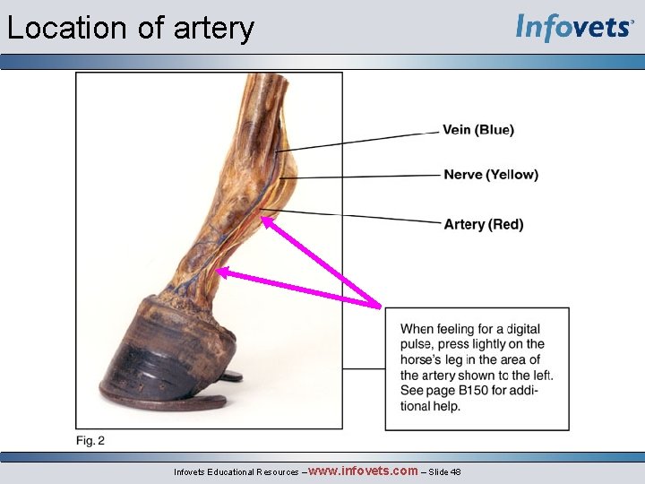Location of artery Infovets Educational Resources – www. infovets. com – Slide 48 