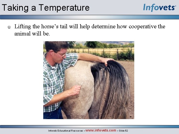Taking a Temperature q Lifting the horse’s tail will help determine how cooperative the