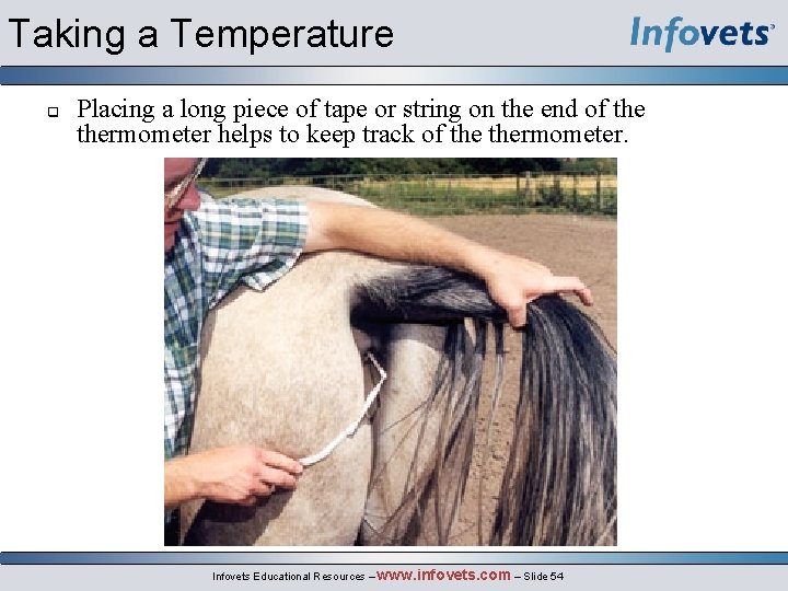 Taking a Temperature q Placing a long piece of tape or string on the