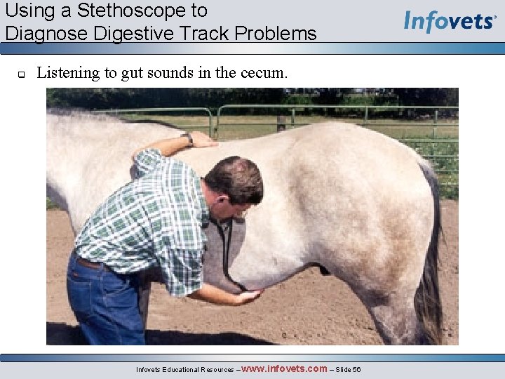 Using a Stethoscope to Diagnose Digestive Track Problems q Listening to gut sounds in