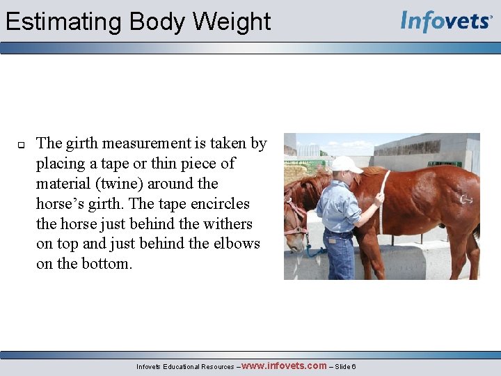 Estimating Body Weight q The girth measurement is taken by placing a tape or