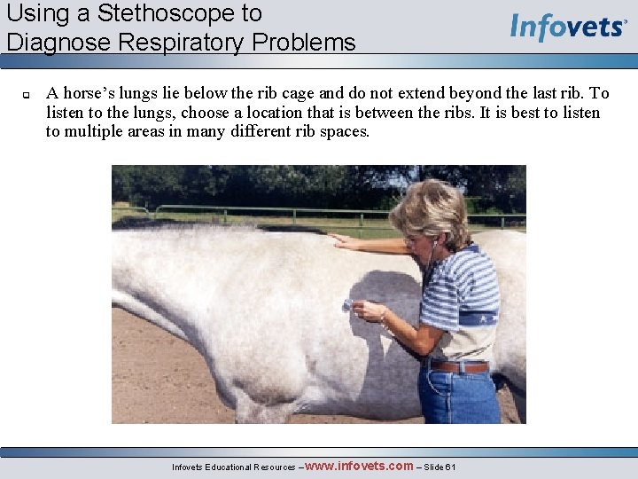 Using a Stethoscope to Diagnose Respiratory Problems q A horse’s lungs lie below the