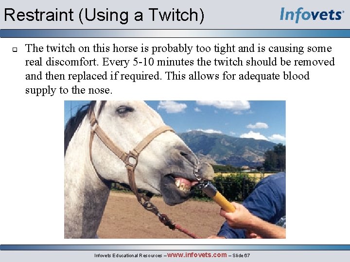 Restraint (Using a Twitch) q The twitch on this horse is probably too tight