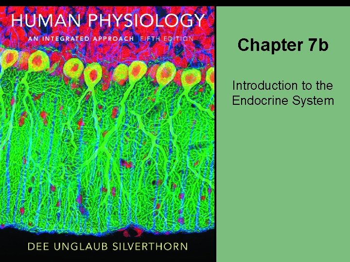 Chapter 7 b Introduction to the Endocrine System 