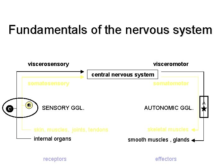 Fundamentals of the nervous system visceromotor viscerosensory central nervous system SENSORY GGL. skin, muscles,