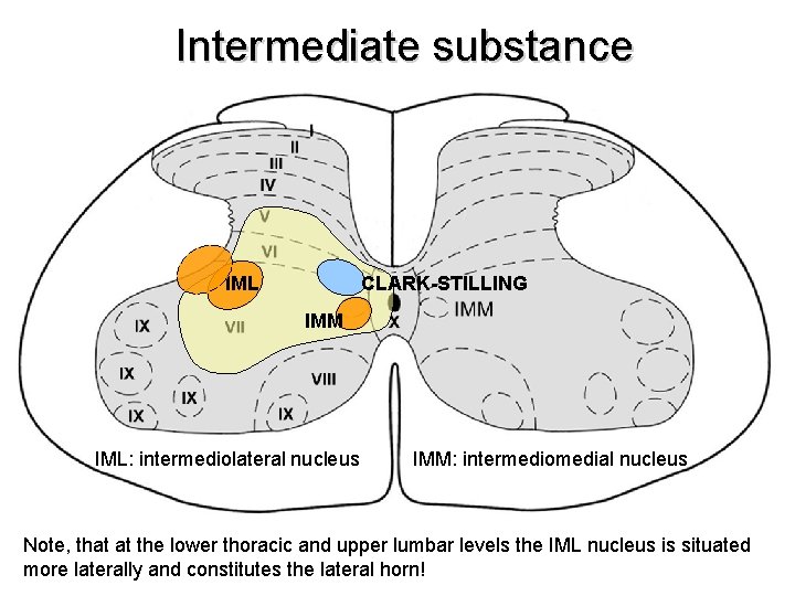 Intermediate substance IML CLARK-STILLING IMM IML: intermediolateral nucleus IMM: intermediomedial nucleus Note, that at