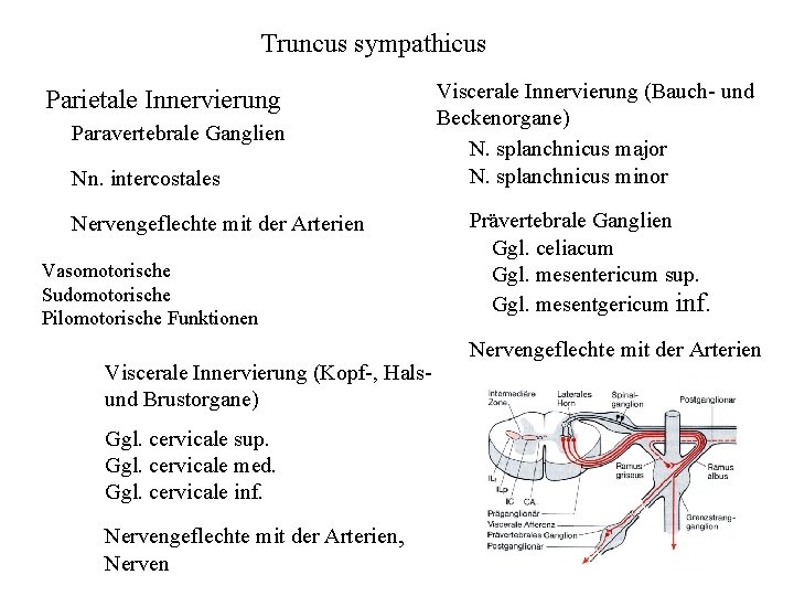 Truncus sympathicus Parietale Innervierung Paravertebrale Ganglien Nn. intercostales Nervengeflechte mit der Arterien Vasomotorische Sudomotorische